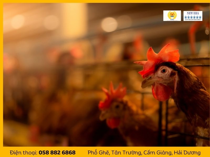 Thức ăn cho gia cầm: Hoa Kỳ Food - Sự Lựa Chọn Hoàn Hảo